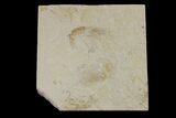 Two Cretaceous Fossil Shrimp - Lebanon #154573-1